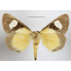 /filer/webapps/moths/media/images/G/gladatoria_Schausia_A_MGCLb_01.JPG