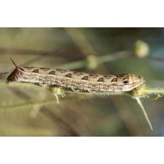 /filer/webapps/moths/media/images/M/medea_Basiothia_C_Roland_01.jpg