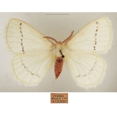 /filer/webapps/moths/media/images/S/simplex_Phiala_AM_TMSA_02.jpg