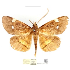 /filer/webapps/moths/media/images/A/albiplagiata_Gracilodes_AM_BMNH_h4BGfK0.jpg