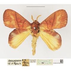 /filer/webapps/moths/media/images/E/eothina_Trichopisthia_AM_NHMUK_01.jpg