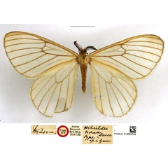 /filer/webapps/moths/media/images/N/norax_Hibrildes_STM_NHMUK_01.jpg