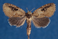 Ortharbela cliftoni