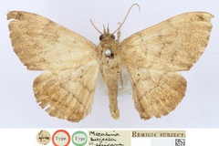 Taviodes africana