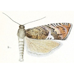 /filer/webapps/moths/media/images/S/symbola_Eucosma_HT_Meyrick_3-3.jpg