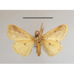 /filer/webapps/moths/media/images/G/gracilis_Lacipa_AM_MGCLb_01.JPG