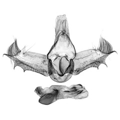 /filer/webapps/moths/media/images/J/juratae_Congoprinsia_GMPT_RMCA.jpg