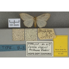 /filer/webapps/moths/media/images/R/rogersi_Laelia_HTF_OUMNHb_01.jpg