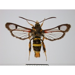 /filer/webapps/moths/media/images/L/luteopunctata_Monopetalotaxis_PTF_TMSA.jpg