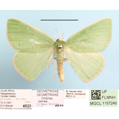/filer/webapps/moths/media/images/I/idonea_Omphax_A_MGCLa_01.jpg
