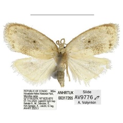 /filer/webapps/moths/media/images/B/bilobata_Spatulosia_PTM_ANHRT_01.jpg