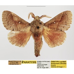 /filer/webapps/moths/media/images/K/knysna_Bombycopsis_PTM_TMSA_02.jpg