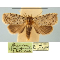 /filer/webapps/moths/media/images/M/micropuncta_Characoma_PT_MSNM.jpg