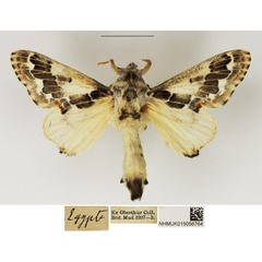 /filer/webapps/moths/media/images/A/acaciae_Streblote_AM_NHMUK_XN5nGI1.jpg