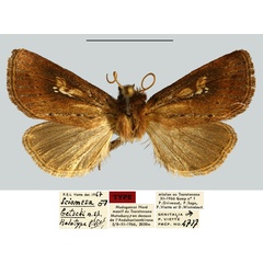 /filer/webapps/moths/media/images/B/betschi_Sciomesa_HT_MNHN.jpg