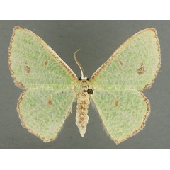 /filer/webapps/moths/media/images/A/aggravaria_Euproutia_AM_TMSA_02.jpg