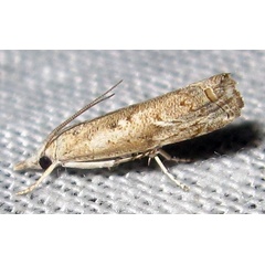 /filer/webapps/moths/media/images/I/inconspicuellus_Culladia_A_Bippus_02.jpg