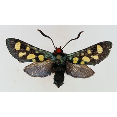 /filer/webapps/moths/media/images/A/auriguttata_Arniocera_AF_TMSA.jpg