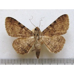 /filer/webapps/moths/media/images/B/boarmoides_Polydesma_A_MMUM_02.jpg