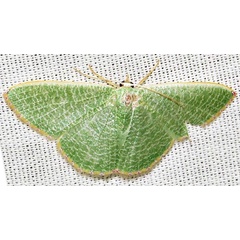 /filer/webapps/moths/media/images/P/pictifimbria_Prasinocyma_A_Braun_04.jpg