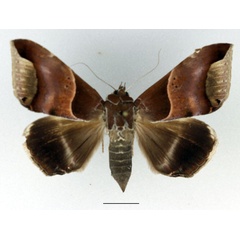 /filer/webapps/moths/media/images/R/retrorsa_Achaea_AF_Basquin.jpg