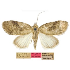 /filer/webapps/moths/media/images/T/tropicalis_Eugoa_HT_CMNH.jpg
