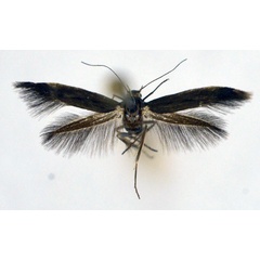 /filer/webapps/moths/media/images/L/latebrosa_Scythris_AF_NHMO.jpg