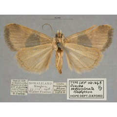 /filer/webapps/moths/media/images/M/mesozonata_Ozarba_PTF_OUMNHb_01.jpg