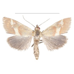 /filer/webapps/moths/media/images/B/baphialis_Tegostoma_AM_Efetov_01a.jpg