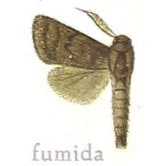 /filer/webapps/moths/media/images/F/fumida_Metarbela_HT_MfN.jpg