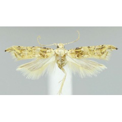/filer/webapps/moths/media/images/A/argenteomaculata_Falcipenne_HT_NHMUK.jpg