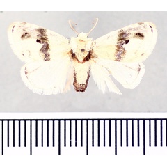 /filer/webapps/moths/media/images/E/elegans_Niphadolepis_AM_BMNH.jpg