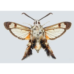 /filer/webapps/moths/media/images/P/pyropis_Melittia_AM_COGM_02.jpg