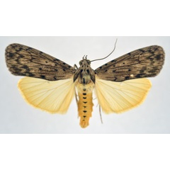 /filer/webapps/moths/media/images/M/meridionalis_Digama_AM_NHMO.jpg