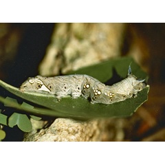 /filer/webapps/moths/media/images/L/latex_Desmeocraera_C_Roland_01.jpg