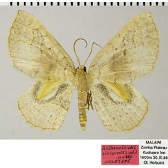 /filer/webapps/moths/media/images/C/circumscripta_Asthenotricha_HT_ZSMa.jpg