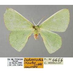 /filer/webapps/moths/media/images/I/insulsa_Lophorrhachia_HT_ZSM_01.jpg