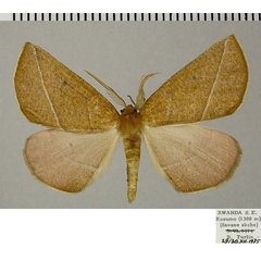 /filer/webapps/moths/media/images/S/somereni_Aspilatopsis_AM_ZSM_01.jpg