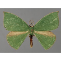 /filer/webapps/moths/media/images/S/sellata_Chlorodrapana_A_ZSM_01.jpg