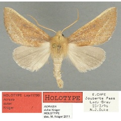 /filer/webapps/moths/media/images/D/dukei_Acrasia_HT_TMSA.jpg