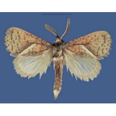 /filer/webapps/moths/media/images/M/mzuzuensis_Lukeniana_HT_ZFMK.jpg
