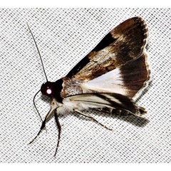 /filer/webapps/moths/media/images/M/melanoplaga_Audea_A_Braun_13.jpg