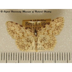 /filer/webapps/moths/media/images/L/luridata_Scopula_A_OUMNH_02.jpg