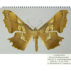 /filer/webapps/moths/media/images/E/erosa_Xenimpia_AF_ZSMa.jpg