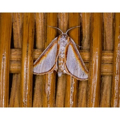 /filer/webapps/moths/media/images/D/distelitis_Conchyliodes_A_Roland_05.jpg
