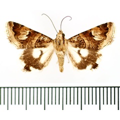 /filer/webapps/moths/media/images/O/oranensis_Drasteria_AM_BMNH_01.jpg