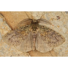 /filer/webapps/moths/media/images/F/fusca_Laelia_AM_Heyns_03.jpg