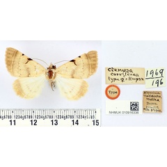 /filer/webapps/moths/media/images/C/curvilinea_Ctenusa_HT_BMNH.jpg