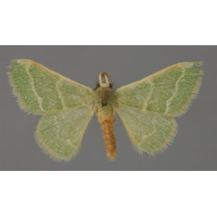 /filer/webapps/moths/media/images/R/robusta_Hemidromodes_A_ZSM_01.jpg