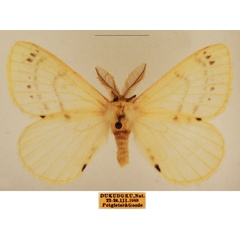 /filer/webapps/moths/media/images/V/virginea_Pterocerota_AM_TMSA_02.jpg